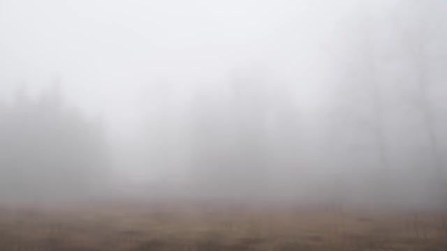 Misty forest, Cursed, Cursed, Va, Music, Relax, Fores, Nature Travel