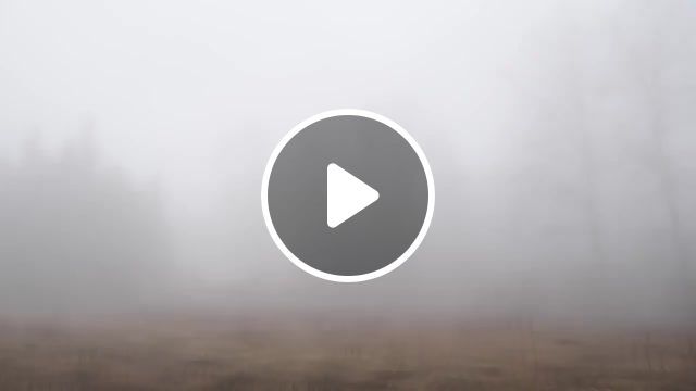 Misty forest, cursed, va, music, relax, fores, nature travel. #0