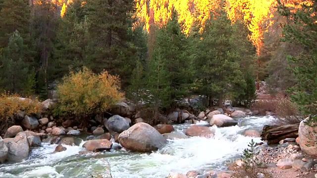 Mountain river loop, mountain river, loop, river, general sherman, forest, nature, wildlife, sierra nevada, national park, sequoia, nature travel.