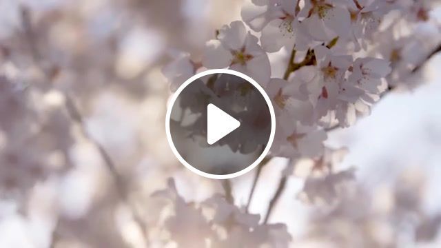 Sakura stream in tohoku, japan, sakura, tohoku, japan, beauty, music, nature travel. #0