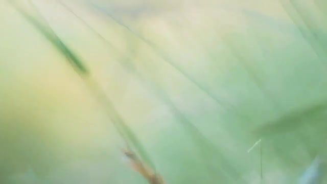 Transparent morning - Video & GIFs | leaves,green,fresh,nature,nature travel