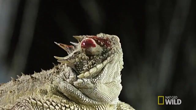 Trying feed my pet, dracula dead and loving it, feed, pet, shooting, horned lizard, blood squirting lizard, lizard, blood, mashup.