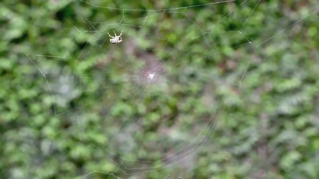 A spider spins its web