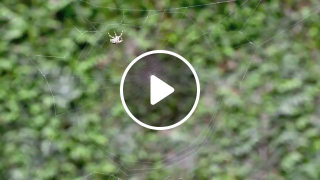 A spider spins its web, web, nikon d4, spider, araign'ee, timelapse, nature travel. #0