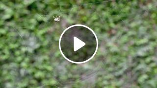 A spider spins its web