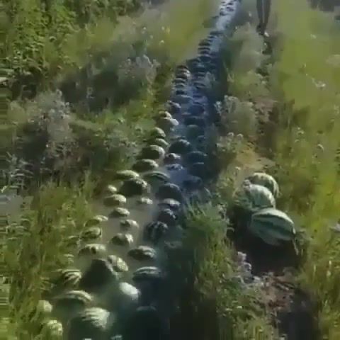 Endless line of watermelons, endless, watermelon, fruit, berry, stream, water, nature travel.