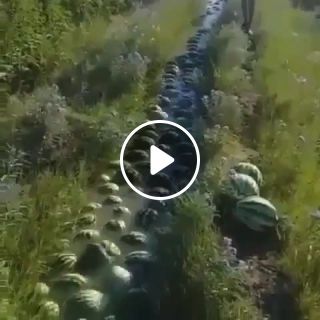 Endless line of watermelons