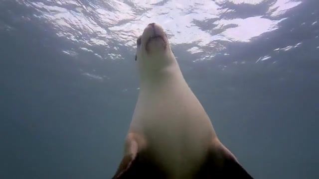 GoPro Diving with Ocean Hounds, Gopro Go Pro, Camera, Hero 3, Hero 2, Sealions, Australia, Underwater, Diving, Nature Travel