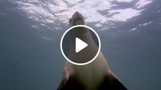 GoPro Diving with Ocean Hounds