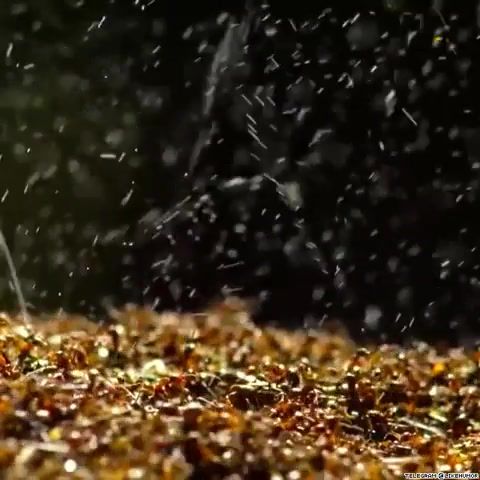Lorn Acid Rain - Video & GIFs | nature,ant,cow,attack,resistence,lorn,toxic,dangrous,poisoning,protection,fear,rain,fountain,sting,insects,spray,music,eat,pain,burning,animals,bulls,nature travel
