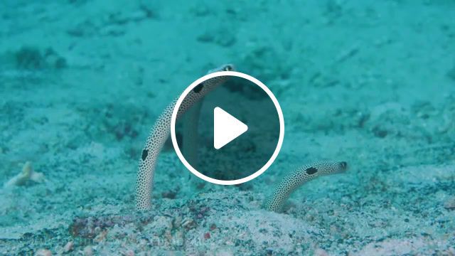 Serenity on the bottom, serenity on the bottom, vince guaraldi room at the bottom, the world's oceans, water, stock footage, underwater, ocean, diving, marine life, maldives, philippines, anilao, tulamben, bali, nature travel. #0