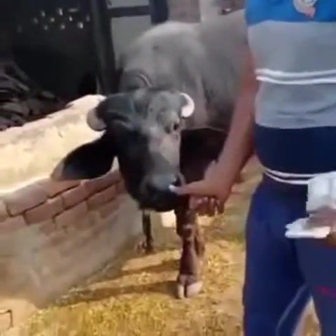 The man and the cow, animals pets.