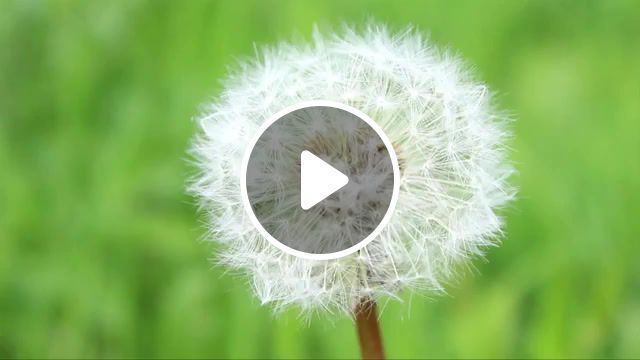 Time, summer, satisfaction, human nature, intervention, nature, creation, destruction, time, dandelions, sam spreckley, nature travel. #0