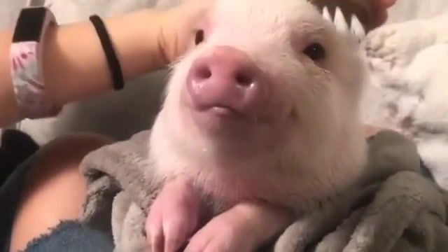 How cute and - Video & GIFs | pig,piggy,cute,piggie,omg,awww,brushing,happy,undertale,undertale shop theme,earrape,wtf,bacon,yummy,nice,hungry,delicious,tasty,food,mashup