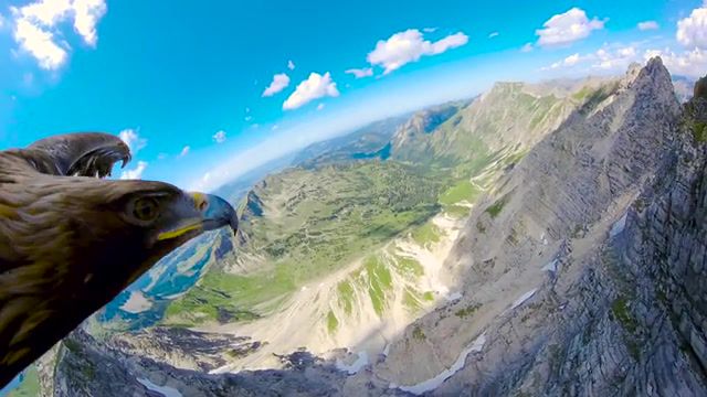 Eagle Flying - Video & GIFs | eagle,flying,the alps,eagleseye,redbull,nature travel