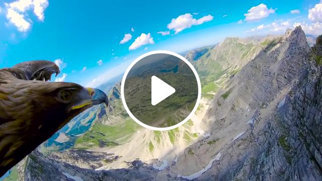 Eagle flying, eagle, flying, the alps, eagleseye, redbull, nature travel. #0