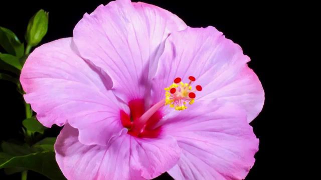 Flowers Therapy, Clic, Therapy, Wild, Flower, Amazing, Beautiful, Nature, Opening, Timelapse, Flowers, Nature Travel