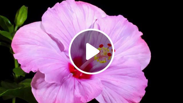 Flowers therapy, clic, therapy, wild, flower, amazing, beautiful, nature, opening, timelapse, flowers, nature travel. #0