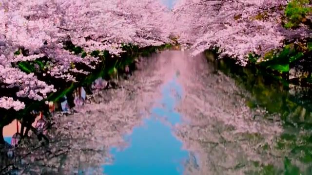 Sakura flowering in japan, sakura flowering in japan, nature travel.