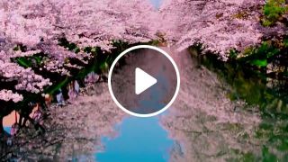 Sakura flowering in japan