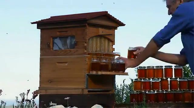 Thanks for Honey Bees, Animal, Zoo, Nature, Work, Dream, Musicfree, Eleprimer, Honey, Trick, Beat, Music, Trip, Bee, Bees, Wow, Timelapse, Gif, Loop, Nature Travel