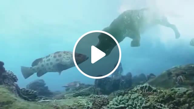 What dream floating dog, dogs, rain, ocean, floating, nature, pets and animals, amazing, atmospheric music, nature travel. #0