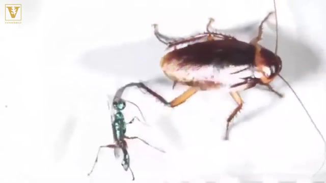 Cockroach delivers a deadly kick to a wasp, Kick, Insects, Bugs, Biological Science, Science, Ken Catania, Emerald Jewel Wasp, Wasp, Cockroaches, Vanderbilt University, Cockroach, Cockroach Kills Wasp, Hardcore, Hardcore Trap, Reddit, Amazing