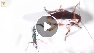 Cockroach delivers a deadly kick to a wasp