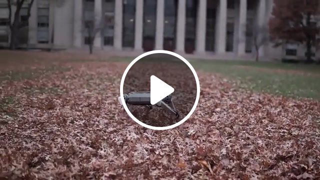 Cute robot is dancing a waltz in the autumn leaves, mit, mit cheetah, robotics, biomimetics robotics lab, sangbae kim, mechanical engineering, mit news, machusetts institute of technology, backflip, gymnastics, four legged, cheetah, robot, music, waltz, gramophone, eugen doga, science technology. #0