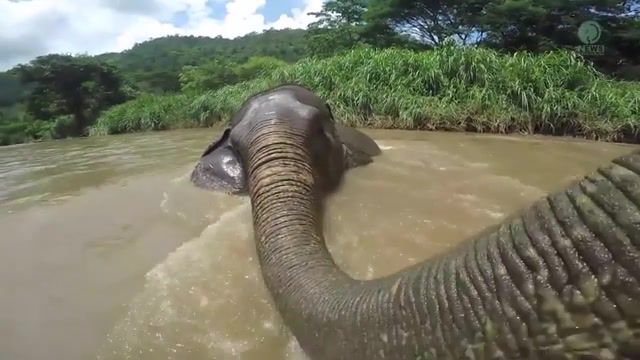 Elephant Greatness - Video & GIFs | vestige elephant,travel,nature,elephant,nature travel