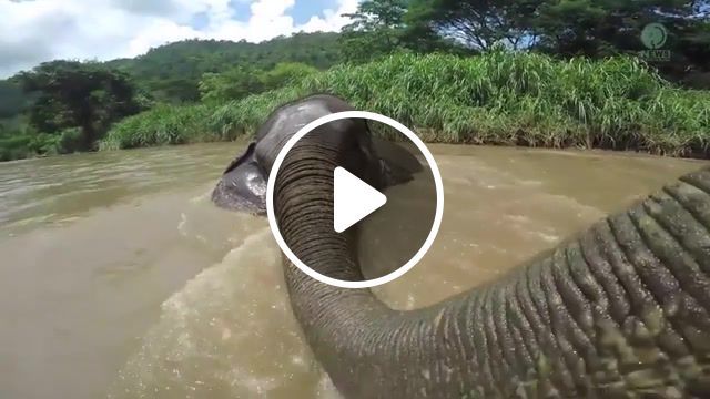 Elephant greatness, vestige elephant, travel, nature, elephant, nature travel. #0