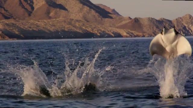 Flying Stingray - Video & GIFs | preview,bbc,shark,bbc shark,bbc natural history,bbc nature,nature programme,mobula rays,rays,mating,mating ritual,belly flop,leaping,leap,jump,amazing,nature,funny,cute,animal film genre,sea,ocean,nature travel