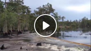 Sinkhole swallows trees whole in louisiana swamp
