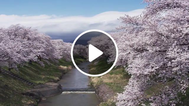 The elder scrolls iv oblivion auriel's ascension, japan travel, tohoku, aomori, iwate, miyagi, akita, yamagata, fukushima, hirosaki castle, oshira sama, genbikei, ichimoku senbon sakura, sagae river, hanamiyama, tsugaru biidoro, kokeshi, northeast japan, travel, tourism, journey, jnto, spring, cherry blossom, sakura, nature travel. #1