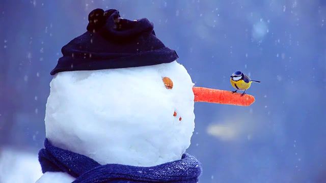 The first snowman, jingle bells, snowman, titmouse, winter, new year, christmas, holidays, holiday, nature travel.