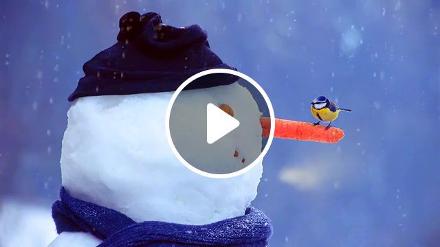The first snowman, jingle bells, snowman, titmouse, winter, new year, christmas, holidays, holiday, nature travel. #0
