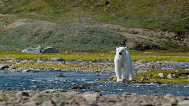Wild Nature White Bear, Cinemagraphs, Spring, Animals, Planet Earth, River, White Bear, Bear, Cinemagraph, Freeze Frame, Lowercase Noises We Are Okay, Nature Travel