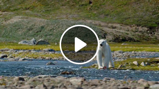 Wild nature white bear, cinemagraphs, spring, animals, planet earth, river, white bear, bear, cinemagraph, freeze frame, lowercase noises we are okay, nature travel. #0