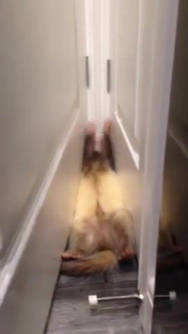 Crazy ferret gets stuck behind door, animal, ferret.