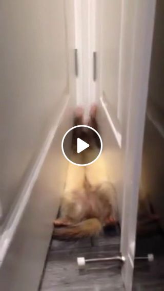 Crazy ferret gets stuck behind door