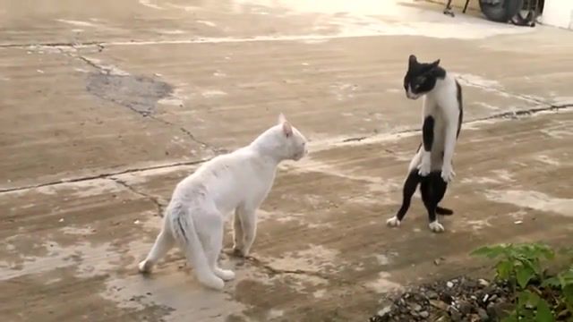 Cat tango, the cat stood up on its hind legs, markisspasha, by, but did not leave.
