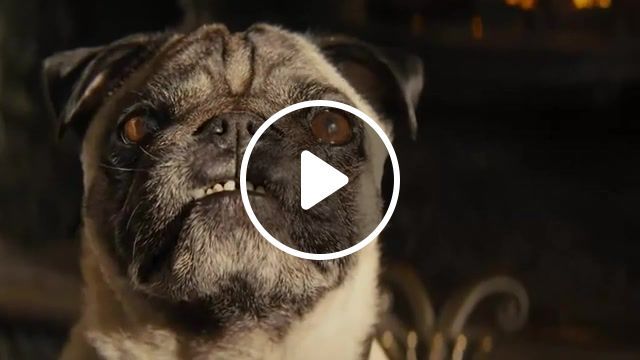 Save the dog tonight, save lives, act now, cancer stories, cancer patients, cancer survivors, anna friel, benedict cumberbatch, gillian anderson, michelle dockery, steve coogan, eddie redmayne, stand up to cancer, ennio morricone, pug, kingsman, mashup. #0