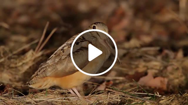 American woodcock, birds, nature, bird song, lang elliott, the music of nature, musicofnature org, american woodcock, nature travel. #0