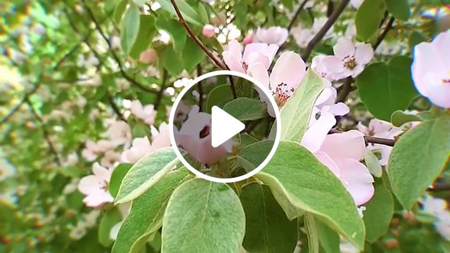 Birth of a bee, live, watcher, kitty bad kat, spring, nature travel. #1