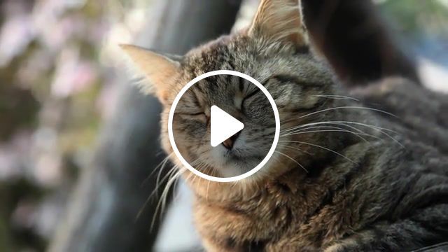 Cat, bokeh, cats, everyday, dslr camera, pal 1080p, is, hand held, ef 24 105 mm, eos, 5d, chat, kittens, kitten, animals, footage, test, parade, cat, canon 5d, canon 5d mark ii, nature travel. #0