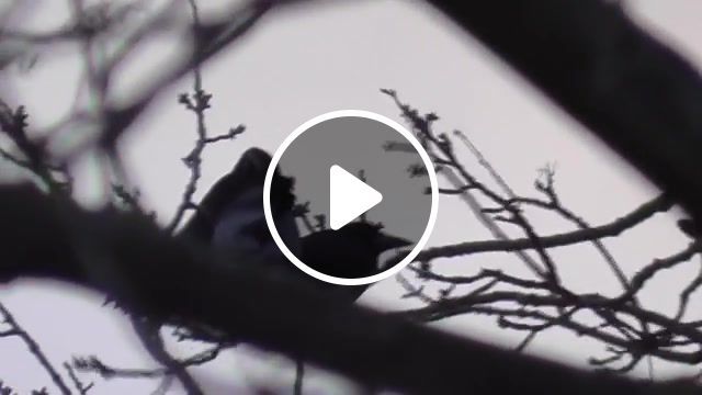 Crows, collaboration z, nature travel. #0