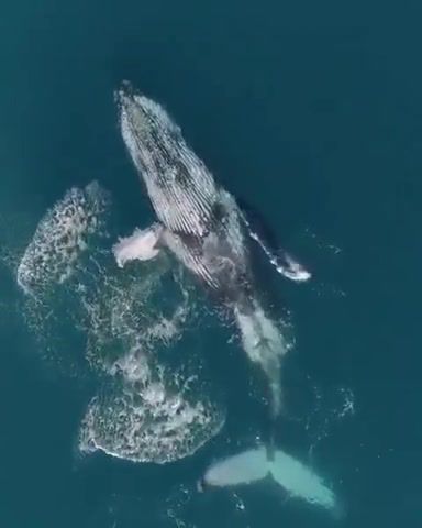 Humpback Whale, Angel, Whale, Life, Love, Freedom, Omg, Wtf, Wow, Nature Travel