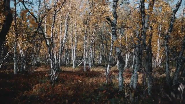 In My Mind. Be Fine. World. Nature. Aurora Borealis. Wilderness. Northern Lights. Aerial. Autumn. Drone. Lapland. Finland. Nature Travel.