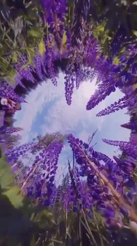 Nature - Video & GIFs | nature,beautiful,flovers,enya only time,nature travel