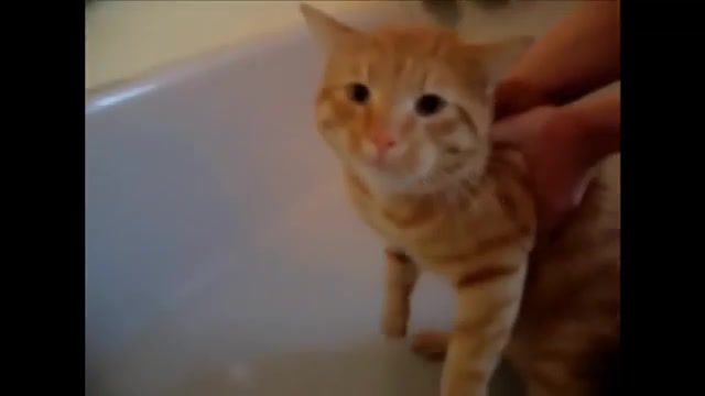 Yes, no, I do not know - Video & GIFs | pet,playing,angry,happy,meow,talking,kittens,kitten,cute,kitty,talk,funny,oh,no,shower,compilation,cats,cat,maybe yes maybe no,maybe yes,christofer walken,i do not know,jim carrey,liar liar,no god please no,the office,when harry met sally,hybrids,movie moments,yes no  i do not know,mashup